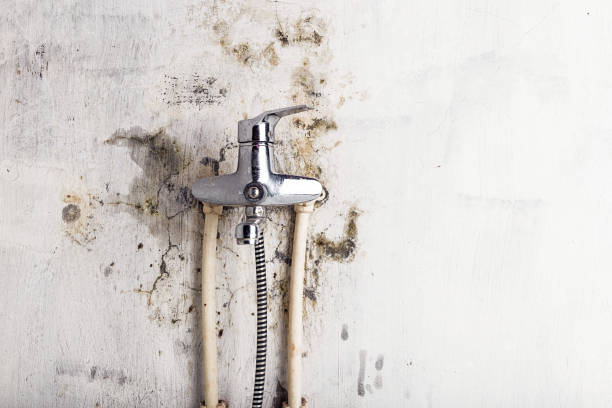 Best Fast Mold Removal  in Rossville, GA