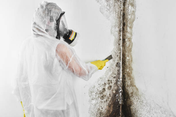 Best Professional Mold Removal  in Rossville, GA