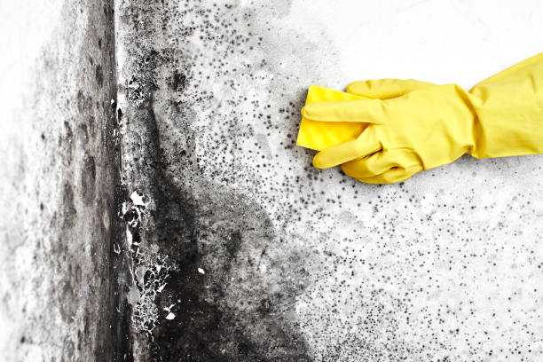 Best Commercial Mold Removal  in Rossville, GA
