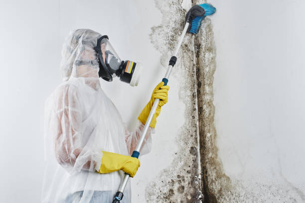 Home Mold Removal in Rossville, GA