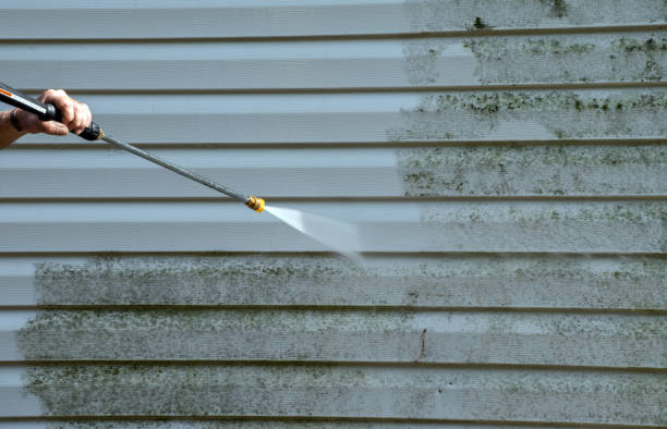 Best Professional Mold Removal  in Rossville, GA