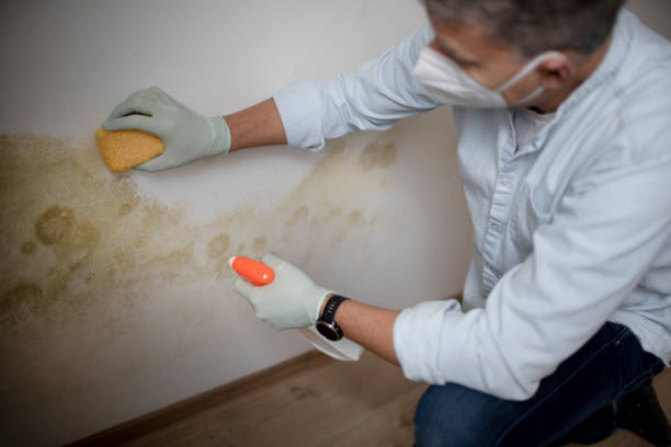 Professional Mold Removal in Rossville, GA