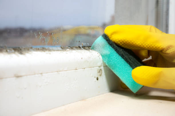 Best Office Mold Removal Services  in Rossville, GA