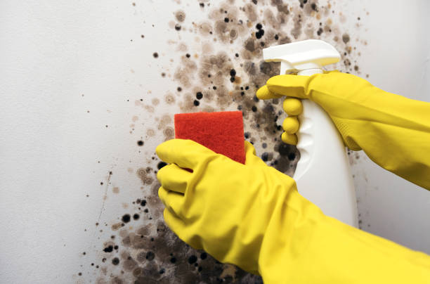 Best Emergency Mold Removal  in Rossville, GA