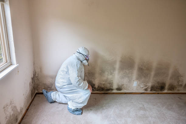 Best Mold Removal Company Near Me  in Rossville, GA