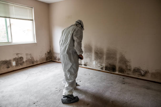 Best Black Mold Removal  in Rossville, GA