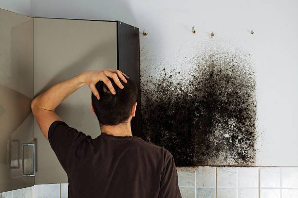 Best Certified Mold Removal  in Rossville, GA