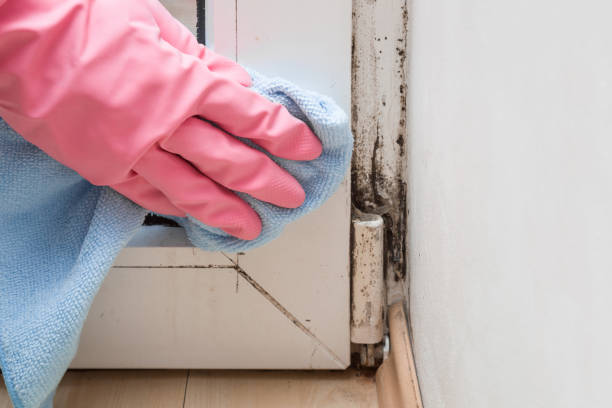 Best Affordable Mold Removal  in Rossville, GA