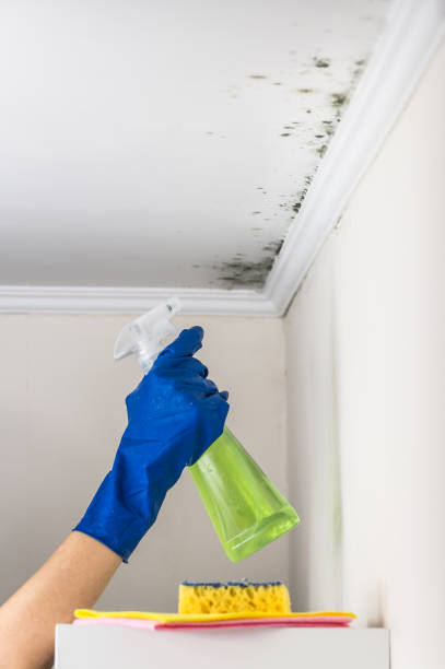 Best Commercial Mold Removal  in Rossville, GA
